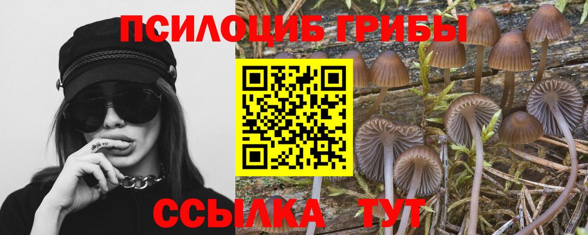 Псилоцибиновые грибы Magic Shrooms  где купить   Пенза  Вход с VPN  Галлюциногенные грибы Psilocybe 